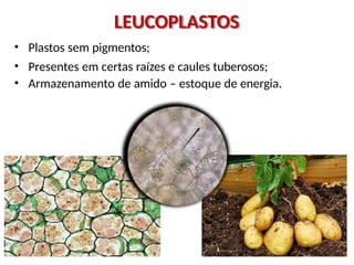 • Plastos sem pigmentos;
• Presentes em certas raízes e caules tuberosos;
• Armazenamento de amido – estoque de energia.
LEUCOPLASTOS
 