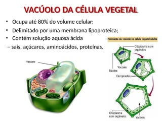 VACÚOLO DA CÉLULA VEGETAL
• Ocupa até 80% do volume celular;
• Delimitado por uma membrana lipoproteica;
• Contém solução aquosa ácida
– sais, açúcares, aminoácidos, proteínas.
 