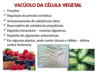 VACÚOLO DA CÉLULA VEGETAL
• Funções:
 Regulação da pressão osmótica;
 Armazenamento de substâncias úteis;
 Reservatório de substâncias prejudiciais;
 Digestão intracelular – enzimas digestivas;
 Depósito de pigmentos antocianinas;
 Em algumas plantas, pode conter drusas e ráfides – defesa
contra herbivoria.
 