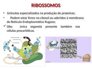 RIBOSSOMOS
• Grânulos especializados na produção de proteínas;
• Podem estar livres no citosol ou aderidos à membrana
do Retículo Endoplasmático Rugoso;
 Obs: única organela presente também nas
células procarióticas.
 