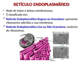 RETÍCULO ENDOPLASMÁTICO
• Rede de tubos e bolsas membranosas;
• É classificado em:
 Retículo Endoplasmático Rugoso ou Granuloso: apresenta
ribossomos aderidos a sua membrana;
 Retículo Endoplasmático Liso ou Não Granuloso: ausência
de ribossomos.
 