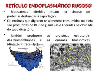 RETÍCULO ENDOPLASMÁTICO RUGOSO
• Ribossomos aderidos atuam na síntese de
proteínas destinadas à exportação;
 Ex: enzimas que digerem os alimentos consumidos na dieta
são produzidas no RER de glândulas e liberadas na cavidade
do tubo digestório;
• Também produzem as proteínas estruturais
das biomembranas e as enzimas lisossômicas
(digestão intracelular).
 