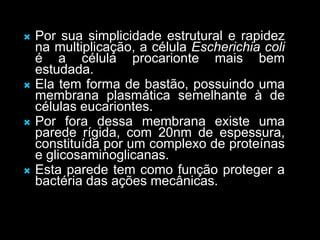  Por sua simplicidade estrutural e rapidez
na multiplicação, a célula Escherichia coli
é a célula procarionte mais bem
estudada.
 Ela tem forma de bastão, possuindo uma
membrana plasmática semelhante à de
células eucariontes.
 Por fora dessa membrana existe uma
parede rígida, com 20nm de espessura,
constituída por um complexo de proteínas
e glicosaminoglicanas.
 Esta parede tem como função proteger a
bactéria das ações mecânicas.
 