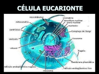 CÉLULA EUCARIONTE
 