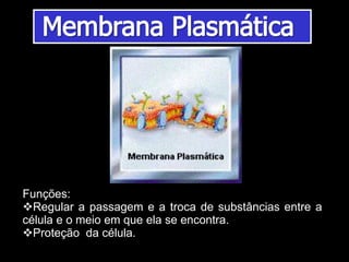 Funções:
Regular a passagem e a troca de substâncias entre a
célula e o meio em que ela se encontra.
Proteção da célula.
 