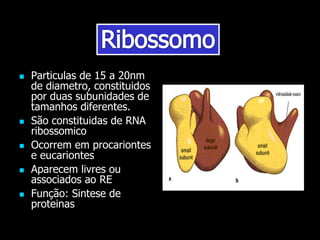  Particulas de 15 a 20nm
de diametro, constituidos
por duas subunidades de
tamanhos diferentes.
 São constituidas de RNA
ribossomico
 Ocorrem em procariontes
e eucariontes
 Aparecem livres ou
associados ao RE
 Função: Sintese de
proteinas
 