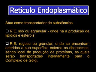 Atua como transportador de substâncias.
 R.E. liso ou agranular - onde há a produção de
lipídios e esterois
 R.E. rugoso ou granular, onde se encontram
aderidos a sua superfície externa os ribossomos,
sendo local de produção de proteínas, as quais
serão transportadas internamente para o
Complexo de Golgi.
 