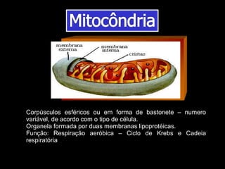 Corpúsculos esféricos ou em forma de bastonete – numero
variável, de acordo com o tipo de célula.
Organela formada por duas membranas lipoprotéicas.
Função: Respiração aeróbica – Ciclo de Krebs e Cadeia
respiratória
 