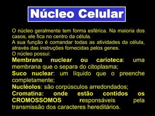 O núcleo geralmente tem forma esférica. Na maioria dos
casos, ele fica no centro da célula.
A sua função é comandar todas as atividades da célula,
através das instruções fornecidas pelos genes.
O núcleo possui:
Membrana nuclear ou carioteca: uma
membrana que o separa do citoplasma;
Suco nuclear: um líquido que o preenche
completamente;
Nucléolos: são corpúsculos arredondados;
Cromatina: onde estão contidos os
CROMOSSOMOS responsáveis pela
transmissão dos caracteres hereditários.
 