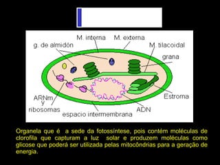 Organela que é a sede da fotossíntese, pois contém moléculas de
clorofila que capturam a luz solar e produzem moléculas como
glicose que poderá ser utilizada pelas mitocôndrias para a geração de
energia.
 