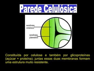 Constituída por celulose e também por glicoproteínas
(açúcar + proteína); juntas essas duas membranas formam
uma estrutura muito resistente.
 