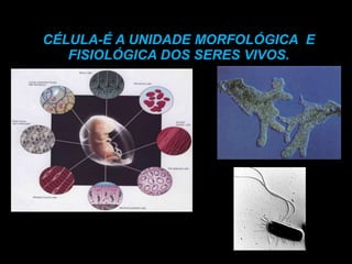 CÉLULA-É A UNIDADE MORFOLÓGICA E
FISIOLÓGICA DOS SERES VIVOS.
 