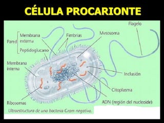 CÉLULA PROCARIONTE
 
