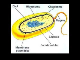 Fonte:www.cynara.com.br
 