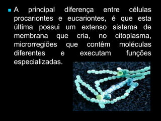  A principal diferença entre células
procariontes e eucariontes, é que esta
última possui um extenso sistema de
membrana que cria, no citoplasma,
microrregiões que contêm moléculas
diferentes e executam funções
especializadas.
 