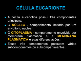  A célula eucariótica possui três componentes
principais:
 O NÚCLEO - compartimento limitado por um
envoltório nuclear.
 O CITOPLASMA - compartimento envolvido por
membrana plasmática e a MEMBRANA
PLASMÁTICA e suas diferenciações.
 Esses três componentes possuem vários
subcomponentes ou subcompartimentos.
CÉLULA EUCARIONTE
 