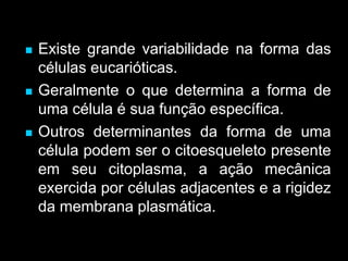  Existe grande variabilidade na forma das
células eucarióticas.
 Geralmente o que determina a forma de
uma célula é sua função específica.
 Outros determinantes da forma de uma
célula podem ser o citoesqueleto presente
em seu citoplasma, a ação mecânica
exercida por células adjacentes e a rigidez
da membrana plasmática.
 