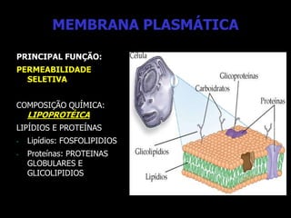MEMBRANA PLASMÁTICA
PRINCIPAL FUNÇÃO:
PERMEABILIDADE
SELETIVA
COMPOSIÇÃO QUÍMICA:
LIPOPROTÉICA
LIPÍDIOS E PROTEÍNAS
- Lipídios: FOSFOLIPIDIOS
- Proteínas: PROTEINAS
GLOBULARES E
GLICOLIPIDIOS
 