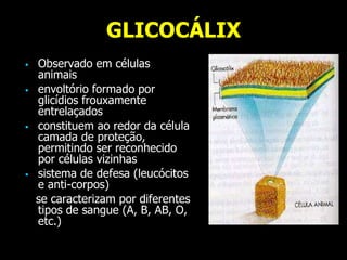 GLICOCÁLIX
 Observado em células
animais
 envoltório formado por
glicídios frouxamente
entrelaçados
 constituem ao redor da célula
camada de proteção,
permitindo ser reconhecido
por células vizinhas
 sistema de defesa (leucócitos
e anti-corpos)
se caracterizam por diferentes
tipos de sangue (A, B, AB, O,
etc.)
 
