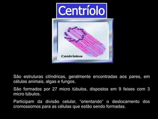São estruturas cilíndricas, geralmente encontradas aos pares, em
células animais, algas e fungos.
São formados por 27 micro túbulos, dispostos em 9 feixes com 3
micro túbulos.
Participam da divisão celular, “orientando“ o deslocamento dos
cromossomos para as células que estão sendo formadas.
 