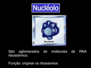 São aglomerados de moléculas de RNA
ribossômico.
Função: originar os ribossomos
 