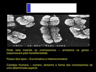 Onde esta inserida os cromossomos – armazena os genes –
responsaveis pela hereditariedade
Possui dois tipos – Eucromatina e Heterocromatina
Cariotipo Humano – numero, tamanho e forma dos cromossomos de
uma determinada especie
 