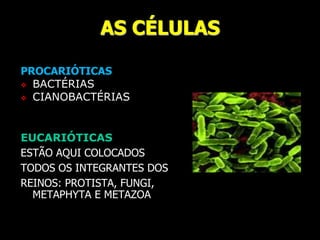 AS CÉLULAS
PROCARIÓTICAS
 BACTÉRIAS
 CIANOBACTÉRIAS
EUCARIÓTICAS
ESTÃO AQUI COLOCADOS
TODOS OS INTEGRANTES DOS
REINOS: PROTISTA, FUNGI,
METAPHYTA E METAZOA
 