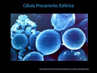 Célula Procarionte Esférica
Foto retirada do site: http://www.evim.ethz.ch/uebungen/praxis/u1/vorlage_hp/vorlage.html
 