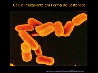 Célula Procarionte em Forma de Bastonete
Foto retirada do site: http://www.terravista.pt/ilhadomel/3679/bacteria.html
 