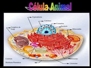 Ergatoplasma
Carioteca
Cromatina
Nucléolo
Mitocondria
Complexo de
Golgi
Centríolo
Menbrana Plasmática
Ribossomo
Lisossomo
 