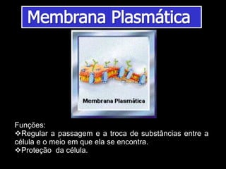 Funções:
Regular a passagem e a troca de substâncias entre a
célula e o meio em que ela se encontra.
Proteção da célula.
 