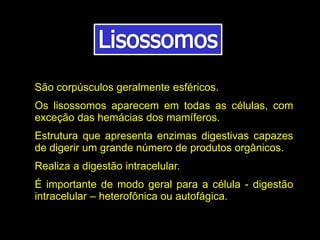 São corpúsculos geralmente esféricos.
Os lisossomos aparecem em todas as células, com
exceção das hemácias dos mamíferos.
Estrutura que apresenta enzimas digestivas capazes
de digerir um grande número de produtos orgânicos.
Realiza a digestão intracelular.
É importante de modo geral para a célula - digestão
intracelular – heterofônica ou autofágica.
 