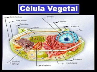 Parede Celulósica
Memb. Plasmátia
Nucléolo
Cromatina
Cariteoca
Poro
Complexo
de Golgi
Mitocôndria
Ergastoplasma
Ribossomo
Cloroplasto
Vacúolo
 