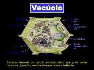 Estrutura derivada do retículo endoplasmático que pode conter
líquidos e pigmentos, além de diversas outras substâncias.
 