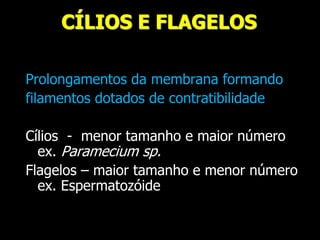 CÍLIOS E FLAGELOS
Prolongamentos da membrana formando
filamentos dotados de contratibilidade
Cílios - menor tamanho e maior número
ex. Paramecium sp.
Flagelos – maior tamanho e menor número
ex. Espermatozóide
 