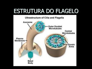 ESTRUTURA DO FLAGELO
 