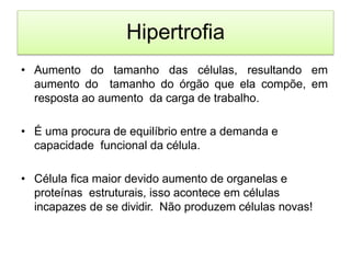 Hipertrofia
• Aumento do tamanho das células, resultando em
aumento do tamanho do órgão que ela compõe, em
resposta ao aumento da carga de trabalho.
• É uma procura de equilíbrio entre a demanda e
capacidade funcional da célula.
• Célula fica maior devido aumento de organelas e
proteínas estruturais, isso acontece em células
incapazes de se dividir. Não produzem células novas!
 