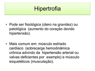 Hipertrofia
• Pode ser fisiológica (útero na gravidez) ou
patológica (aumento do coração devido
hipertensão).
• Mais comum em: músculo estriado
cardíaco (sobrecarga hemodinâmica
crônica advindo da hipertensão arterial ou
valvas deficientes por exemplo) e músculo
esqueléticos (musculação).
 