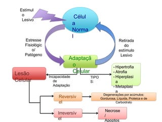 Célul
a
Norma
l
Estímul
o
Lesivo
Adaptaçã
o
Celular
Lesão
Celular
Retirada
do
estímulo
Lesivo
Estresse
Fisiológic
o/
Patógeno
- Hipertrofia
- Atrofia
- Hiperplasi
a
- Metaplasi
a
Incapacidade
de
Adaptação
TIPO
S:
Reversív
el
Irreversív
el
Necrose
/
Apoptos
Degenerações por acúmulos:
Gordurosa, Líquida, Proteica e de
Carboidrato
 