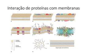 Interação de proteínas com membranas
 