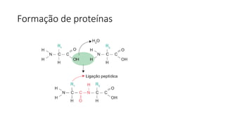 Formação de proteínas
 