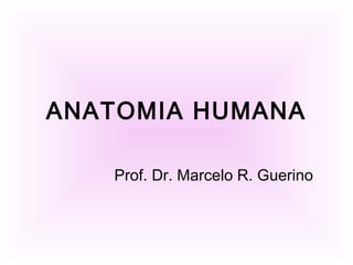 ANATOMIA HUMANA

   Prof. Dr. Marcelo R. Guerino
 