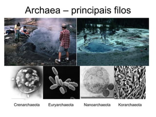 Archaea – principais filos 
Euryarchaeota 
Crenarchaeota 
Nanoarchaeota 
Korarchaeota  