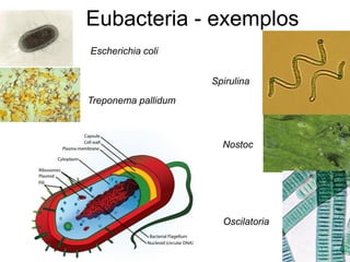 Treponema pallidum 
Escherichia coli 
Spirulina 
Nostoc 
Oscilatoria 
Eubacteria - exemplos  