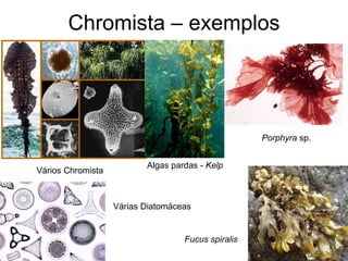 Chromista – exemplos 
Porphyra sp. 
Fucus spiralis 
Vários Chromista 
Várias Diatomáceas 
Algas pardas - Kelp  