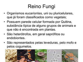 Reino Fungi 
•Organismos eucariontes, uni ou pluricelulares, que já foram classificados como vegetais; 
•Possuem parede celular formada por Quitina, substância típica de alguns grupos de animais e que não é encontrada em plantas. 
•São heterótrofos, em geral saprófitos ou endobiontes. 
•São representados pelas leveduras, pelo mofo e pelos cogumelos.  
