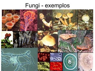 Fungi - exemplos  