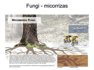 Fungi - micorrizas  