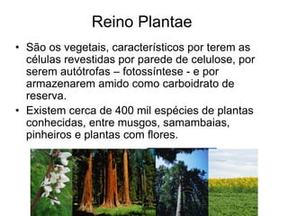 Reino Plantae 
•São os vegetais, característicos por terem as células revestidas por parede de celulose, por serem autótrofas – fotossíntese - e por armazenarem amido como carboidrato de reserva. 
•Existem cerca de 400 mil espécies de plantas conhecidas, entre musgos, samambaias, pinheiros e plantas com flores.  