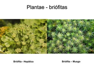 Plantae - briófitas 
Briófita - Hepática 
Briófita – Musgo  